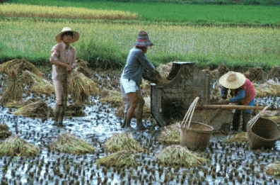 RiceHarvesting
